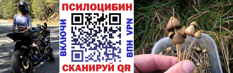ОМГ ОМГ ТОР  Дальнереченск  Псилоцибиновые грибы GOLDEN TEACHER 